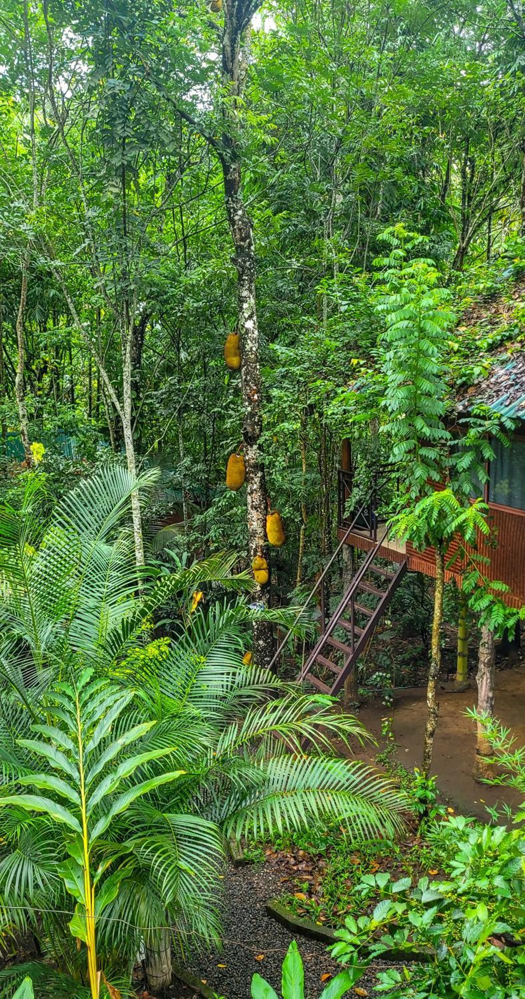 Monsoon Retreats Ecostay- Treehouse Теккаді Екстер'єр фото