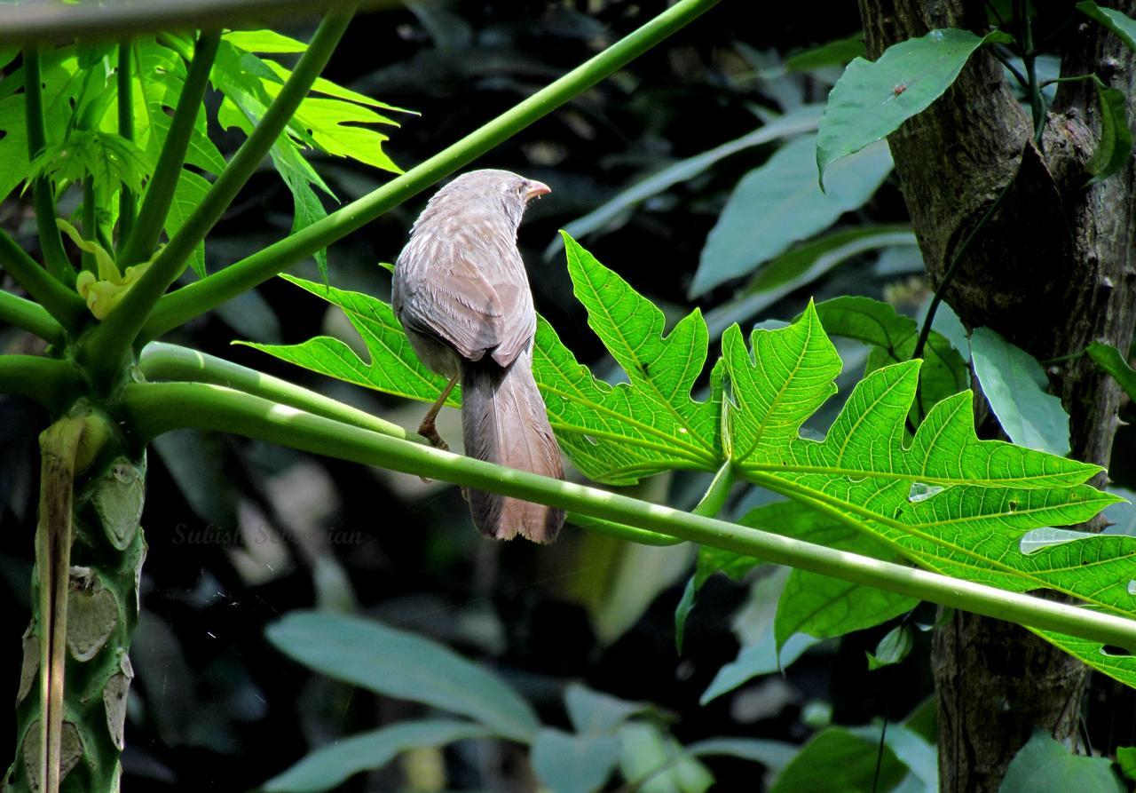 Monsoon Retreats Ecostay- Treehouse Теккаді Екстер'єр фото