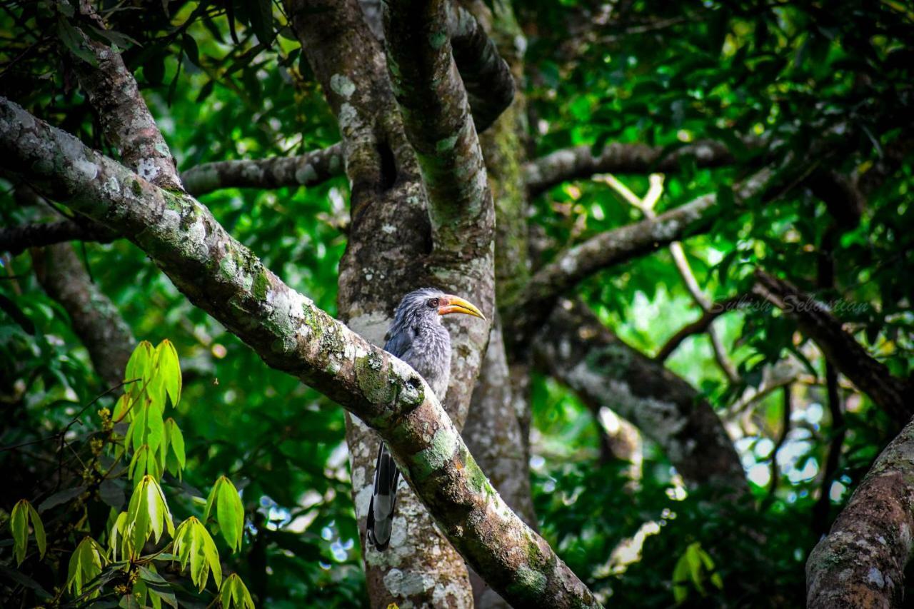Monsoon Retreats Ecostay- Treehouse Теккаді Екстер'єр фото