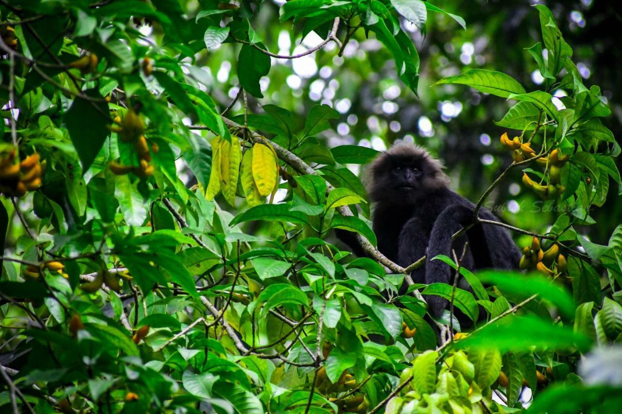 Monsoon Retreats Ecostay- Treehouse Теккаді Екстер'єр фото